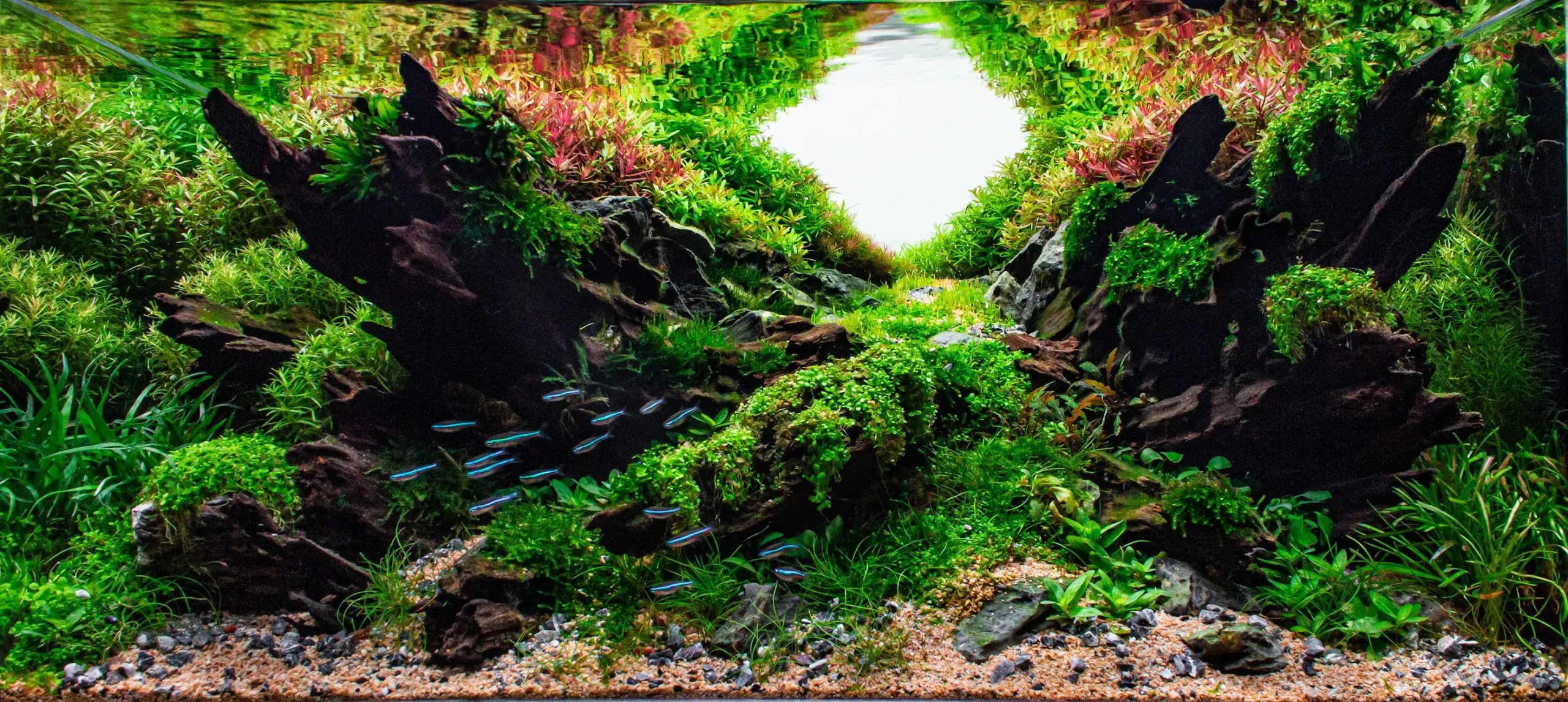 Dragon Wings military aircraft